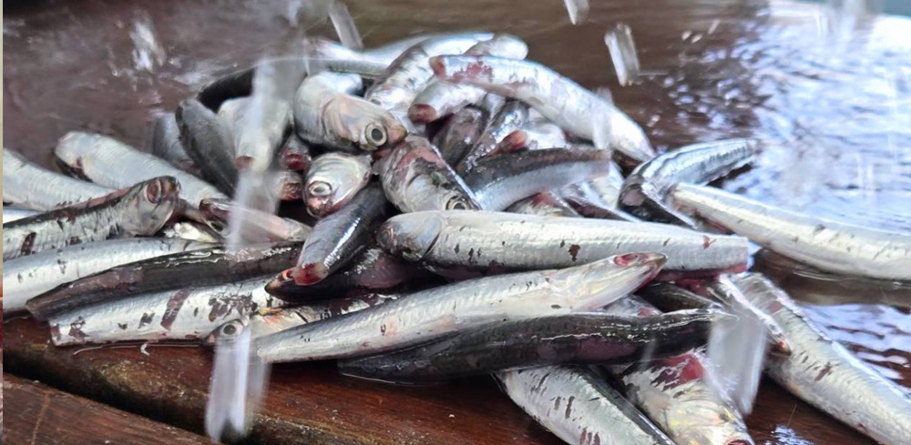 アンチョビのお話し1